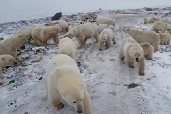 Osos polares invadieron ciudad rusa en busca de comida