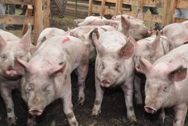Entregarn 4 millones de pesos al cluster porcino del oeste bonaerense