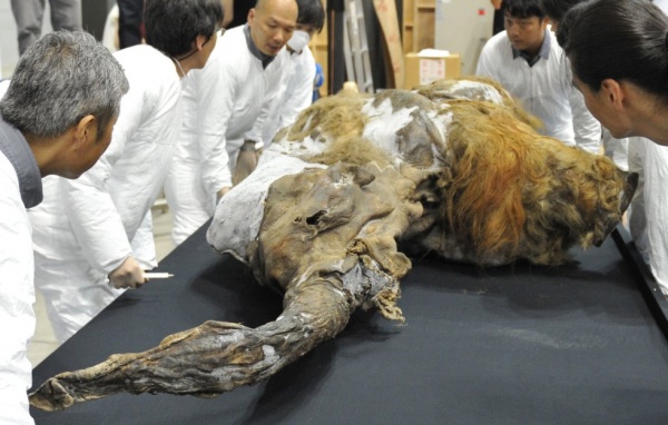 Cientficos japoneses logran activar clulas de un mamut de 28 mil aos
