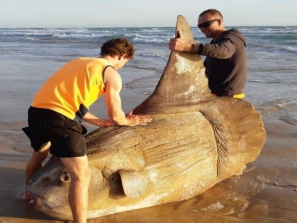 Dos pescadores encontraron un pez luna gigante... casi dos metros de largo!