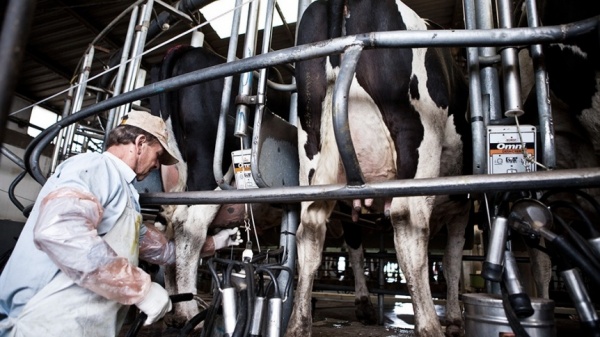 Buena leche: las exportaciones lcteas aumentaron en volumen 9%