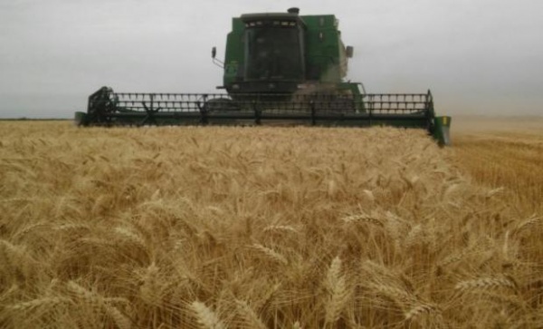 Ampliar El campo se entusiasma con una cosecha record