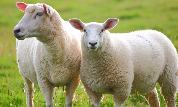 Buenos Aires tendr un estudio sobre la caracterizacin de la carne ovina