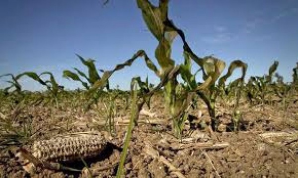 Declaran la Emergencia Agropecuaria en distritos de la Sexta Seccin
