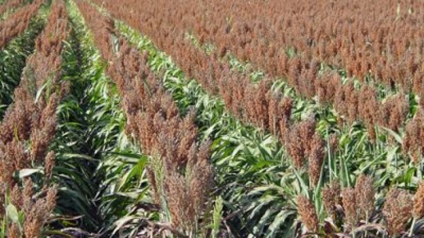 Ampliar Finalizó la siembra de lotes de sorgo granífero