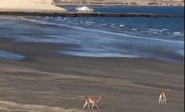 Dos guanacos pasean en la playa de Puerto Pirmides