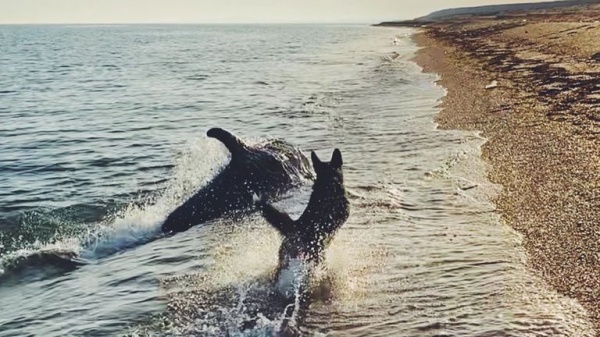El juego entre un perro y un delfn se volvi viral