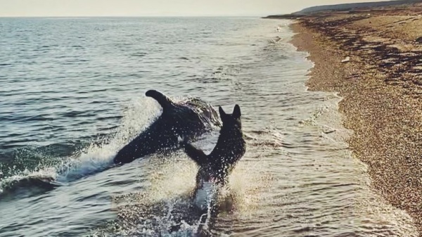 Ampliar El juego entre un perro y un delfín se volvió viral