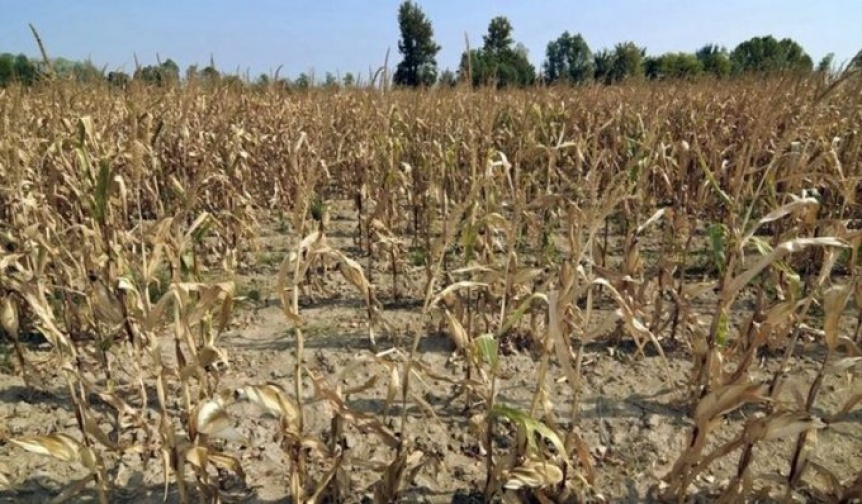 Ampliar Productores agropecuarios de Junín piden que se declare la emergencia agropecuaria