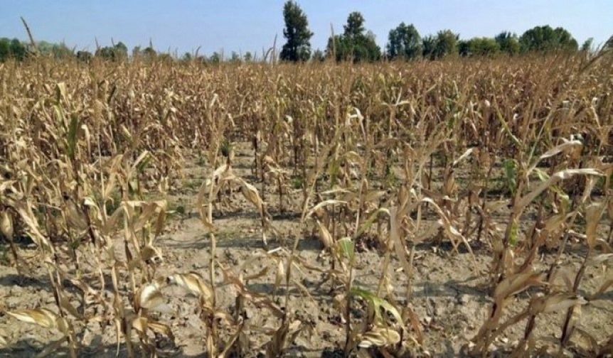 Productores agropecuarios de Junn piden que se declare la emergencia agropecuaria