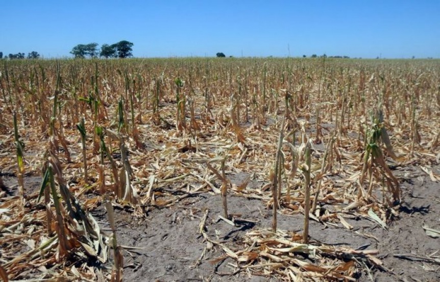 Ampliar La Provincia habilita una medida de alivio a productores afectados por desastre climático