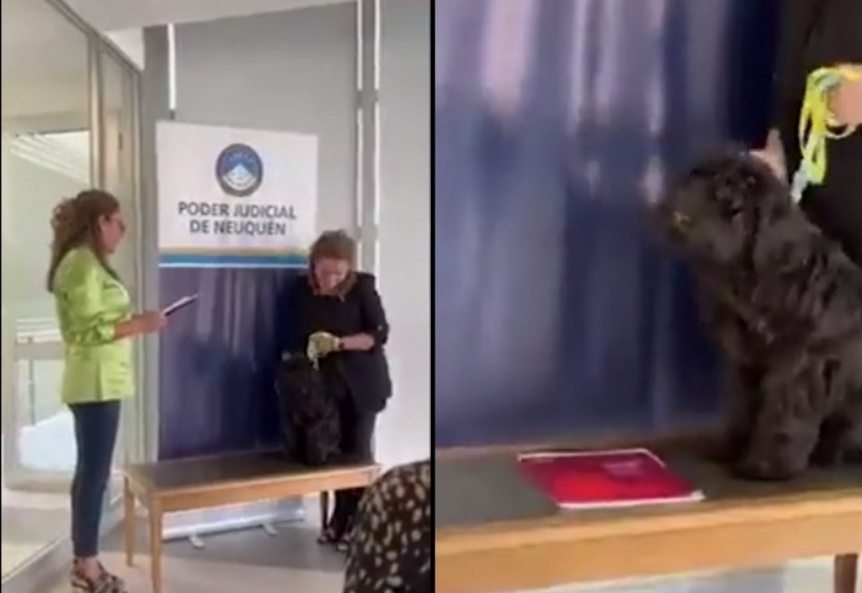 Video viral: el perro que dio juramento para incorporarse a trabajar en el Poder Judicial