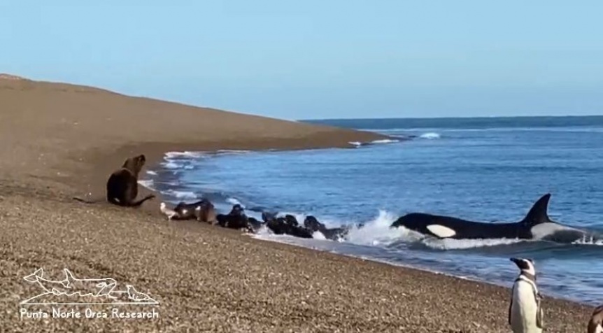 Increble avistamiento de orcas y lobos marinos en las playas del sur