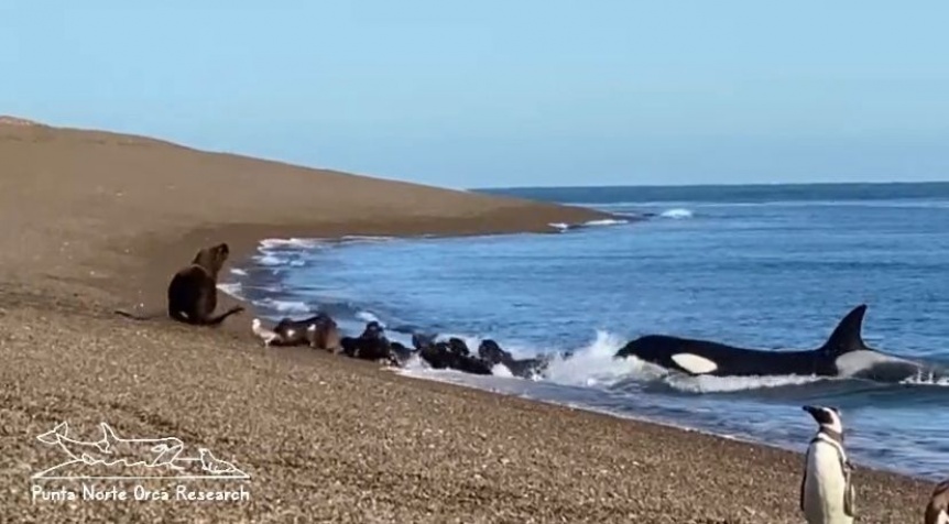 Ampliar Increíble avistamiento de orcas y lobos marinos en las playas del sur