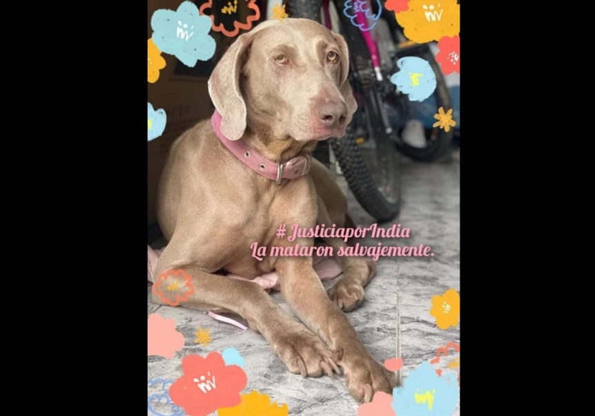 Ampliar Con una conmovedora carta, exigen justicia por la perrita que encontraron mutilada