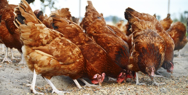 Por la crisis el municipio entrega gallinas vivas a  familias carenciadas