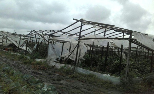Ampliar Piden la emergencia para cordón florifrutihortícola