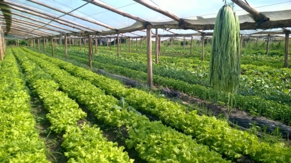 Ampliar El cordón frutihortícola marplatense castigado por el temporal