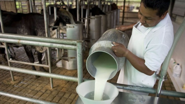 El sector lcteo es el ms afectado por la cada del consumo