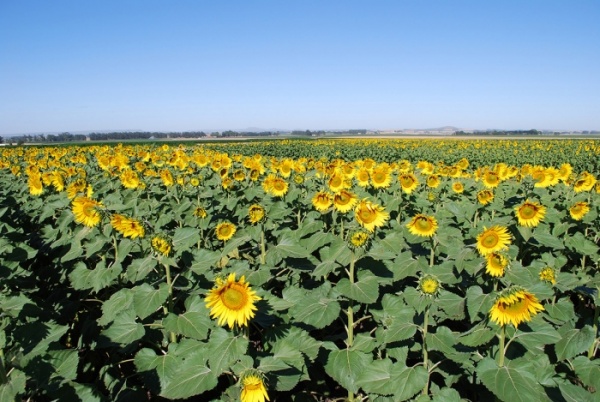 Aument un 15% la superficie sembrada de girasol en el sudoeste de la Provincia