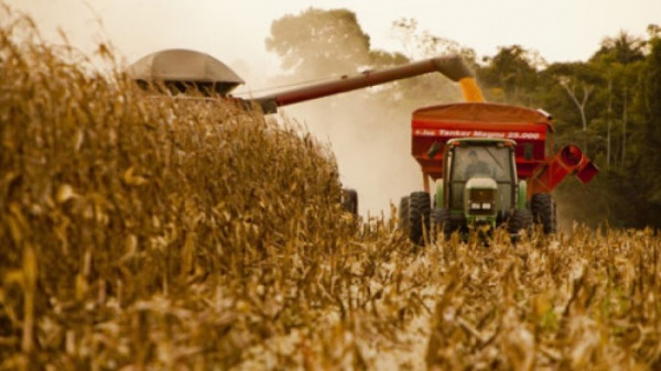 La cosecha de maz en los campos bonaerenses se concentra en lotes tardos