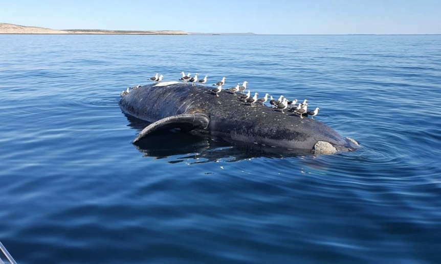 Hallaron a seis ballenas muertas en Puerto Pirámides