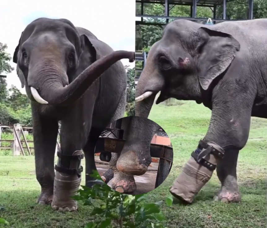 Ampliar La conmovedora historia de Chhouk, el elefante que utiliza una prótesis para caminar