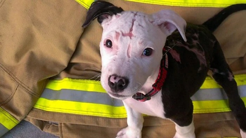 Ampliar Un pequeño cachorro rescatado de un incendio se convierte en héroe de su ciudad