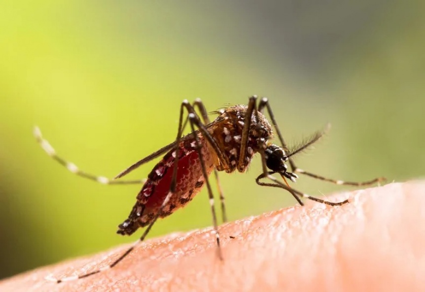 Ampliar Fiebre amarilla: alerta ante el riesgo de epidemia por la suba de casos